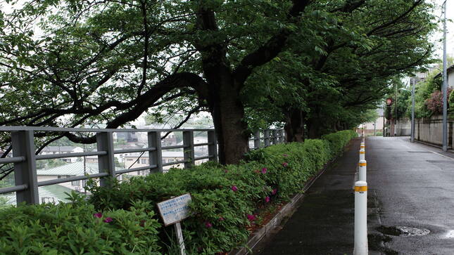 ZE247257-crop.avif