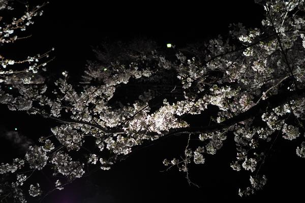 Nagoya (Sakura, Altar Klee Live) preview image