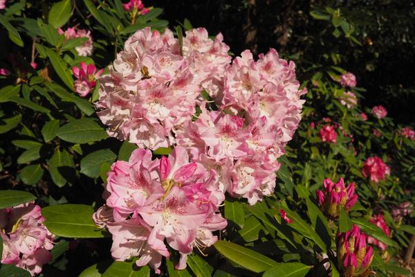 Red Hill Forest of Hisa (Rhododendron) preview image